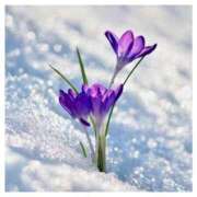 ヒメ日記 2025/12/14 09:25 投稿 深田 熟女待機所 厚木店