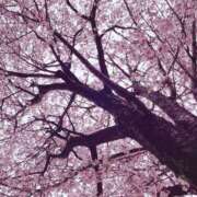 ヒメ日記 2025/04/28 12:49 投稿 平野志乃 札幌ソフィア