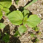 ヒメ日記 2025/06/09 15:12 投稿 平野志乃 札幌ソフィア