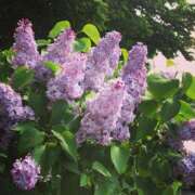 ヒメ日記 2025/06/17 09:57 投稿 平野志乃 札幌ソフィア