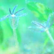 ヒメ日記 2025/08/02 07:42 投稿 平野志乃 札幌ソフィア