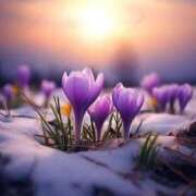 ヒメ日記 2025/12/15 09:49 投稿 平野志乃 札幌ソフィア