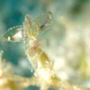 ヒメ日記 2025/12/17 15:34 投稿 平野志乃 札幌ソフィア