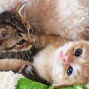 ヒメ日記 2025/10/15 18:40 投稿 とわ タレント倶楽部Around40