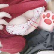 ヒメ日記 2025/04/26 10:25 投稿 あさひ 子猫カフェ 小倉店