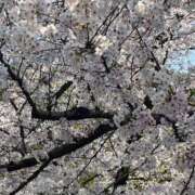 ひなた お知らせしたよ スイカ