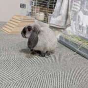 ヒメ日記 2026/04/24 08:48 投稿 もも☆即即高級サービス ROYAL CLUB姫