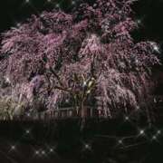 ヒメ日記 2025/04/21 09:01 投稿 むつみ(横手) 奥さんの香り