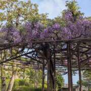 ヒメ日記 2025/04/20 18:31 投稿 らむ 艶熟妻 京都店