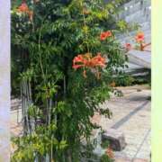 ヒメ日記 2025/07/04 22:33 投稿 らむ 艶熟妻 京都店