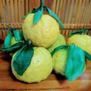 ヒメ日記 2024/12/21 17:47 投稿 笹原　奈央 東京ローズマリー