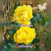 ヒメ日記 2025/01/10 06:01 投稿 せつこ 完熟ばなな 上野店