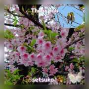 ヒメ日記 2025/03/10 11:04 投稿 せつこ 完熟ばなな 上野店