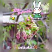 ヒメ日記 2025/03/14 15:20 投稿 せつこ 完熟ばなな 上野店