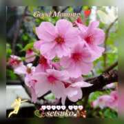 ヒメ日記 2025/03/28 06:00 投稿 せつこ 完熟ばなな 上野店