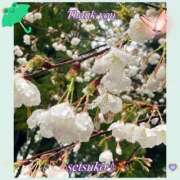 ヒメ日記 2025/04/01 19:20 投稿 せつこ 完熟ばなな 上野店