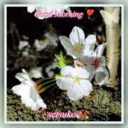 ヒメ日記 2025/04/04 05:50 投稿 せつこ 完熟ばなな 上野店