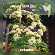 ヒメ日記 2025/04/21 08:10 投稿 せつこ 完熟ばなな 上野店