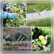 ヒメ日記 2025/05/01 14:30 投稿 せつこ 完熟ばなな 上野店