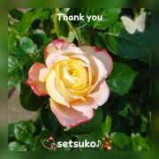 ヒメ日記 2025/05/17 10:01 投稿 せつこ 完熟ばなな 上野店