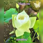 ヒメ日記 2025/07/15 10:00 投稿 せつこ 完熟ばなな 上野店