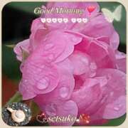 ヒメ日記 2025/11/10 06:04 投稿 せつこ 完熟ばなな 上野店