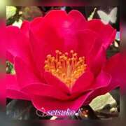 ヒメ日記 2026/01/10 10:36 投稿 せつこ 完熟ばなな 上野店