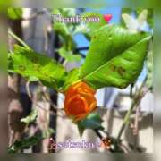 ヒメ日記 2026/04/22 11:06 投稿 せつこ 完熟ばなな 上野店