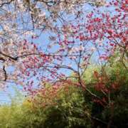 ヒメ日記 2025/04/04 22:37 投稿 めぐみ チアガール