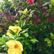 めぐみ ナニ立ち？ チアガール