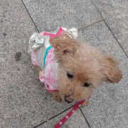 ヒメ日記 2025/01/03 16:16 投稿 そあ YESグループ TSUBAKI FIRST