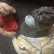 ヒメ日記 2025/01/10 21:20 投稿 そあ YESグループ TSUBAKI FIRST