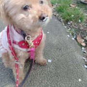 ヒメ日記 2025/04/05 00:44 投稿 そあ YESグループ TSUBAKI FIRST