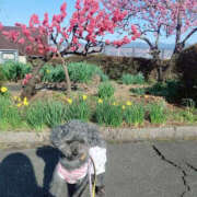 ヒメ日記 2025/04/05 12:33 投稿 そあ YESグループ TSUBAKI FIRST