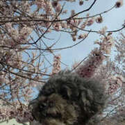 ヒメ日記 2025/04/06 17:46 投稿 そあ YESグループ TSUBAKI FIRST