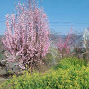 ヒメ日記 2025/05/12 00:06 投稿 そあ YESグループ TSUBAKI FIRST