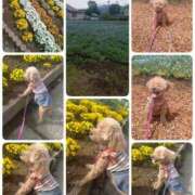 ヒメ日記 2025/06/06 00:03 投稿 そあ YESグループ TSUBAKI FIRST