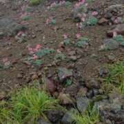 ヒメ日記 2025/09/02 14:26 投稿 そあ YESグループ TSUBAKI FIRST