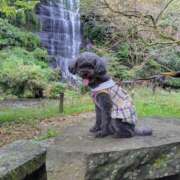 ヒメ日記 2025/11/21 00:33 投稿 そあ YESグループ TSUBAKI FIRST