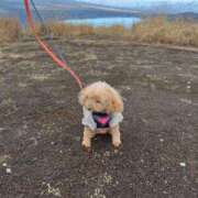 ヒメ日記 2025/12/31 15:43 投稿 そあ YESグループ TSUBAKI FIRST