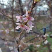 ヒメ日記 2026/01/09 23:08 投稿 そあ YESグループ TSUBAKI FIRST