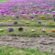 ヒメ日記 2026/04/21 18:33 投稿 そあ YESグループ TSUBAKI FIRST