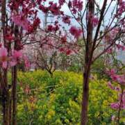 ヒメ日記 2026/04/24 16:14 投稿 そあ YESグループ TSUBAKI FIRST