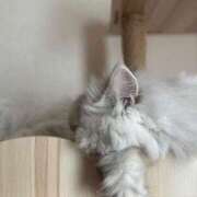 ヒメ日記 2024/12/31 22:48 投稿 りり シークレットサービス