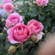 ヒメ日記 2025/05/14 22:32 投稿 みさき 完熟ばなな川崎