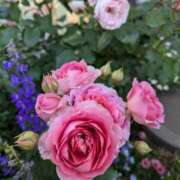 ヒメ日記 2025/05/17 00:12 投稿 みさき 完熟ばなな川崎