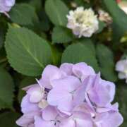 ヒメ日記 2025/06/06 01:06 投稿 みさき 完熟ばなな川崎