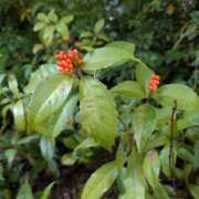 みさき こんばんは(*^^*) 完熟ばなな川崎