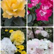 ヒメ日記 2025/05/10 00:10 投稿 みさき 完熟ばなな 横浜