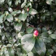 みさき こんばんは(*^^*) 完熟ばなな 横浜